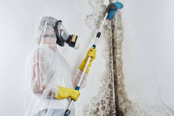 Best Attic Mold Remediation in Humboldt, KS